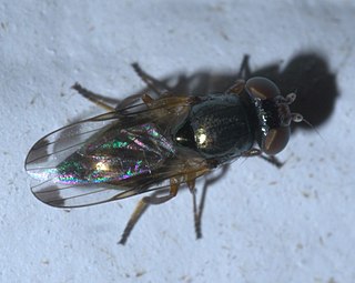 <i>Euxesta pechumani</i> Species of fly