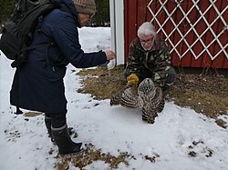 Viirupöllö: Koko ja ulkonäkö, Levinneisyys, Elinympäristö