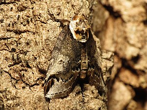 Eyed Baileya Moth - Flickr - treegrow (1).jpg