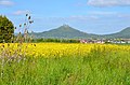 FFH-Gebiet bei Bisingen