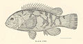 FMIB 41872 Black Fish (Tautoga onitis Linnaeus).jpeg