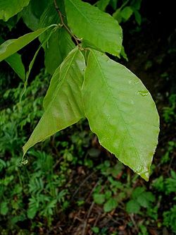 Kaukāza dižskābardis (Fagus orientalis)