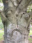 Fagus Sylvatica