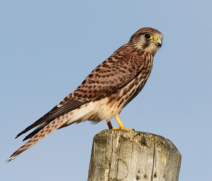 File:Falco tinnunculus Cudyll Coch (cropped).jpg