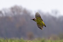 Photographie couleur d'un oiseau en vol. Il est majoritairement vert avec le dessus du croupion jaune, le bout des ailes noir tacheté de blanc, un masque noir autour des yeux et le dessus de la tête rouge.