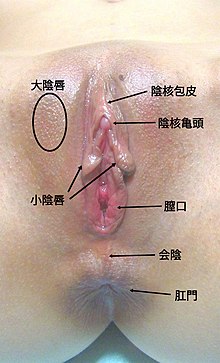 女性器 Wikipedia