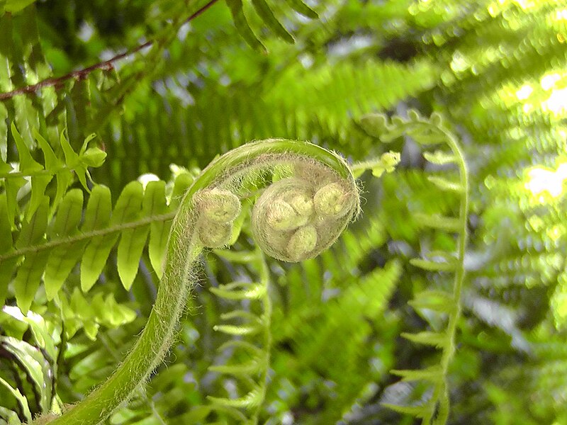 File:Fern, unfolding.jpg