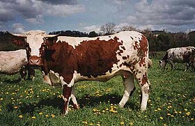 Ferrandese koe