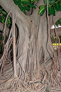 Ficus elastica Roots