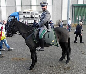 Пони монтеруфоли, принадлежащий компании Corpo Forestale dello Stato, на выставке Fieracavalli 2014.