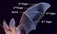 Fingers of a bat - Corynorhinus townsendii.jpg