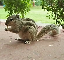 A squirrel apparently appearing to give a thumbs up but is actually eating maize grain. Finny the funambulus.jpg