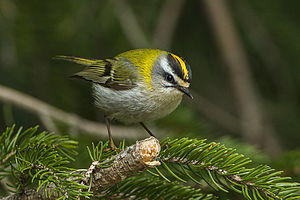 Firecrest - Appenines - Italy S4E5222 (17014042119).jpg