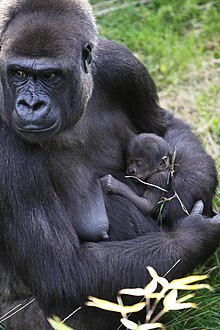 Female western lowland gorilla with newborn baby, at Durrell Wildlife Park Flachlandgorilla mit Baby.JPG