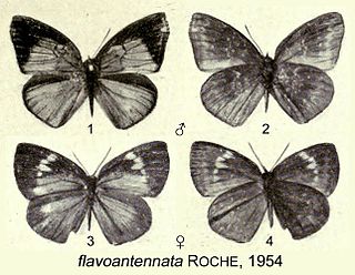 <i>Stempfferia flavoantennata</i> Species of butterfly