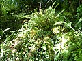 Dryopteris filix-mas