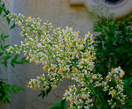 Tập_tin:Flowery_bush.jpg