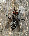 * Nomination A male flesh-fly of the Sarcophagidae family. Before I started photographing them I used to find these creatures disgusting. Not any more. - Alvesgaspar 23:57, 27 October 2007 (UTC) * Promotion Not really an attractive creature, but a good image (technical quality and encyclopedic relevance). -- MJJR 22:06, 1 November 2007 (UTC)  Comment You're always catching unique subjects. This one is missing a front-right 'foot'. - Relic38 22:15, 2 November 2007 (UTC)