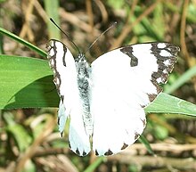 Hutan Putih laki-laki 20 03 2011 2.JPG