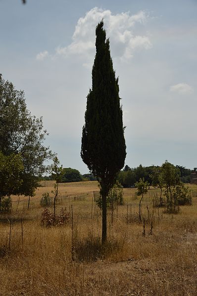 File:Foresta Sacra, Parco della Caffarella.jpg