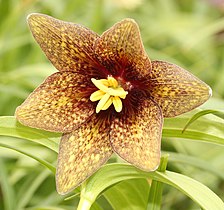 Fritillaria camschatcensis ミヤマクロユリ