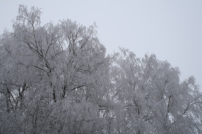 File:Frost. Tula reg. Russia. Мороз. Тульская обл. Россия - panoramio.jpg