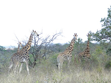 Giraffes in Mwea National Reserve