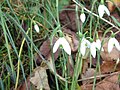 Galanthus reginae-olgae