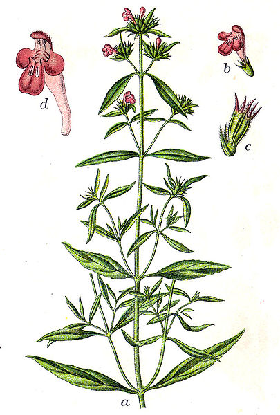 File:Galeopsis angustifolia Sturm33.jpg