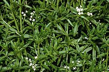 Galium elongatum eF.jpg