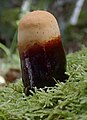 Ganodera lucidum