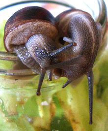 Courting garden snails. The one on the left has fired a love dart into the one on the right. Garden snails and love dart.jpg