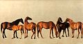 Mares and Foals without a Background, 1762