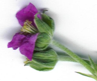 <i>Geranium retrorsum</i> Species of plant