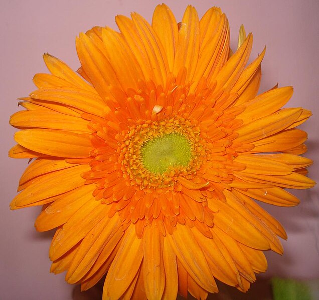 File:Gerbera flower Orange.JPG