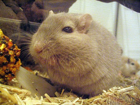 Gerbil eating.jpg