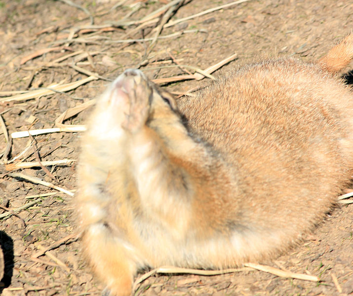 File:Gfp-prairie-dog-3.jpg