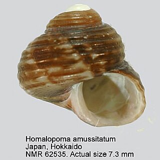 <i>Homalopoma amussitatum</i> Species of gastropod