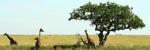 Giraffes wandering in desert landscape