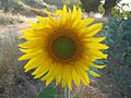 Helianthus annuus cerca de Presencio (Burgos)