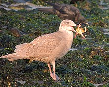 Juvenile glaucous-winged gull feeding on a crab Glaucous-winded Gull with Crab.jpg