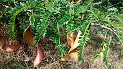 Thumbnail for File:Gleditsia triacanthos, Santa Coloma de Farners.jpg