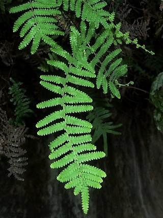 <i>Gleichenia polypodioides</i> Species of fern