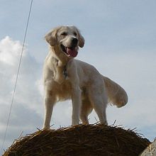 Golden retriever lenndog.jpg