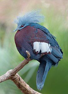 Goura scheepmakeri (Southern Crowned Pigeon)
