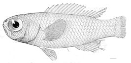 Grammatonotus laysanus