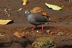 Gray-chested Dove (cropped).jpg