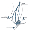 Thumbnail for Middle rectal veins