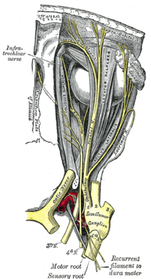 ganglion nerveux - LAROUSSE