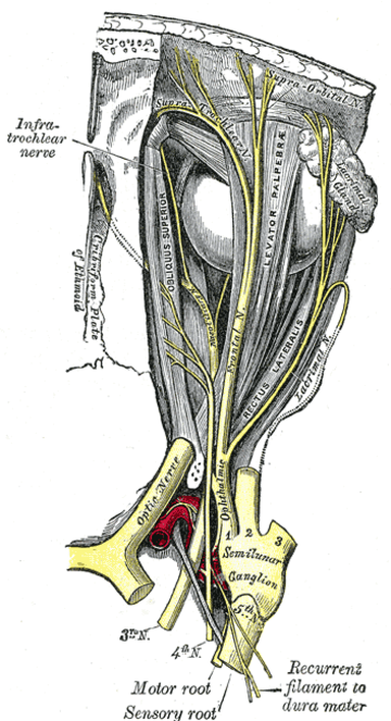 Nervus oculomotorius